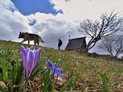 01 Crocus vernus (Crocus) e Scilla bifolia (Scilla silvestre) ai prati della Pigolotta di Valtorta 